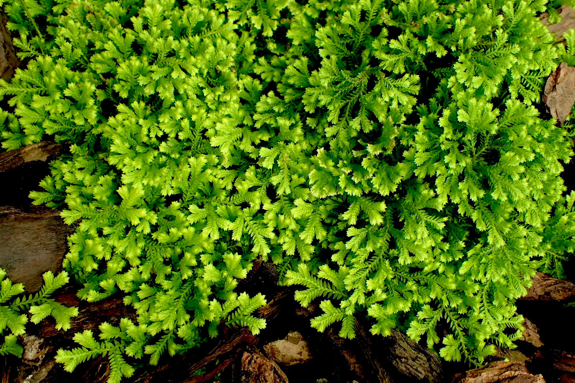 Селагинелла Швейцарская Краусса (Selaginella helvetica)