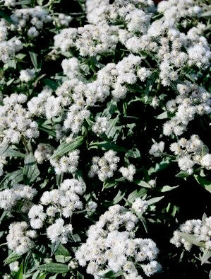 Миниатюра: Анафалис жемчужный (Anaphalis margaritacea)