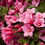 Миниатюра: Вейгела гибридная Стириака Пинк (Weigela florida Styriaca)