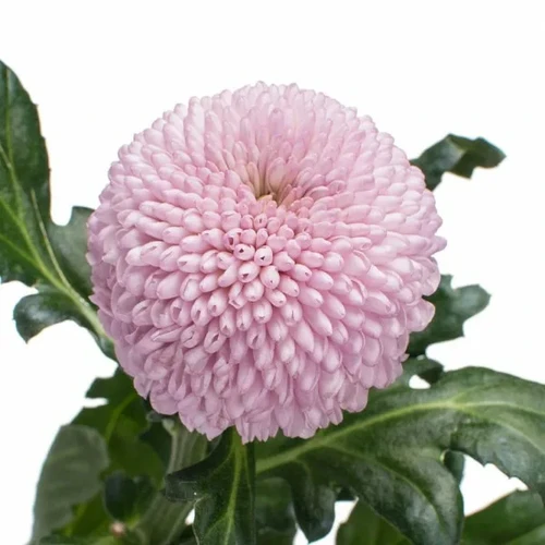 Хризантема #В23 Момоко одноголовая (Chrysanthemum Momoko) купить с ...