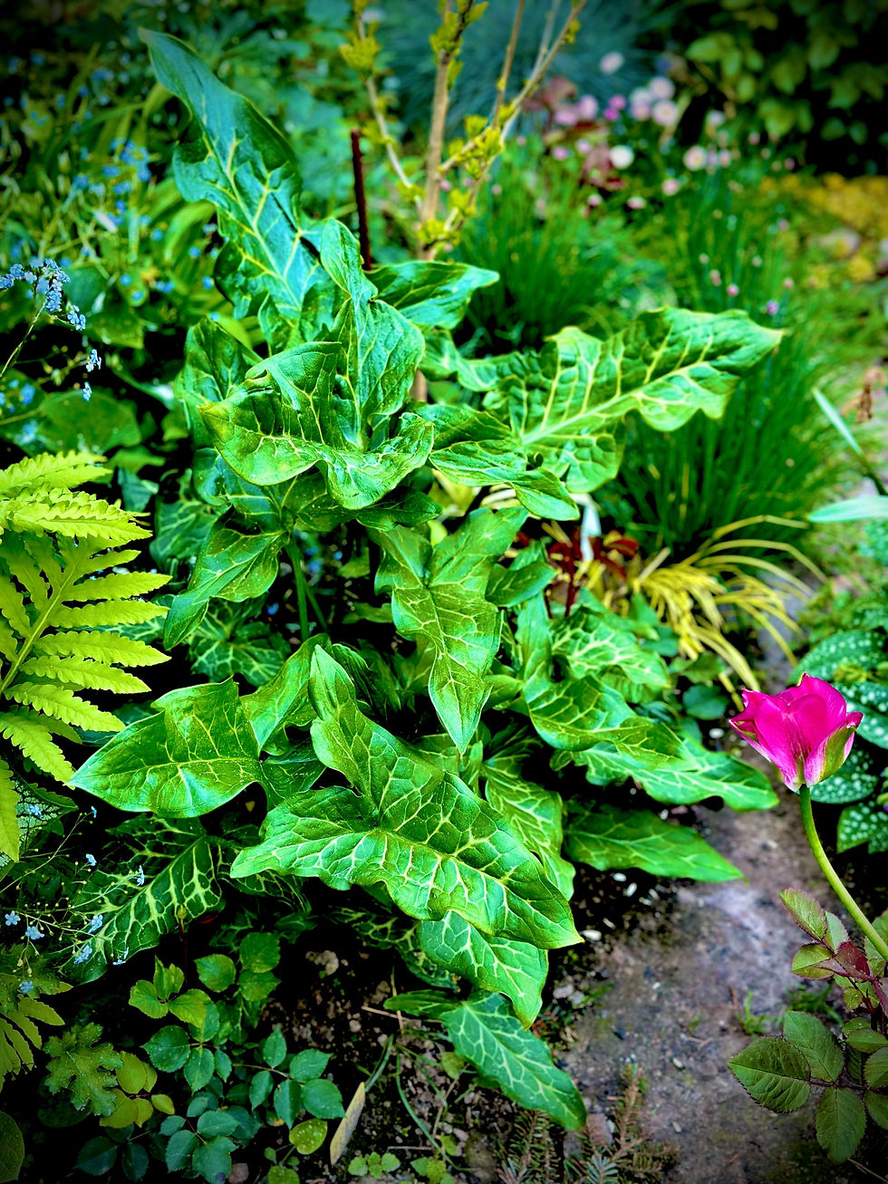 Миниатюра: Арум Италикум (Arum italicum)