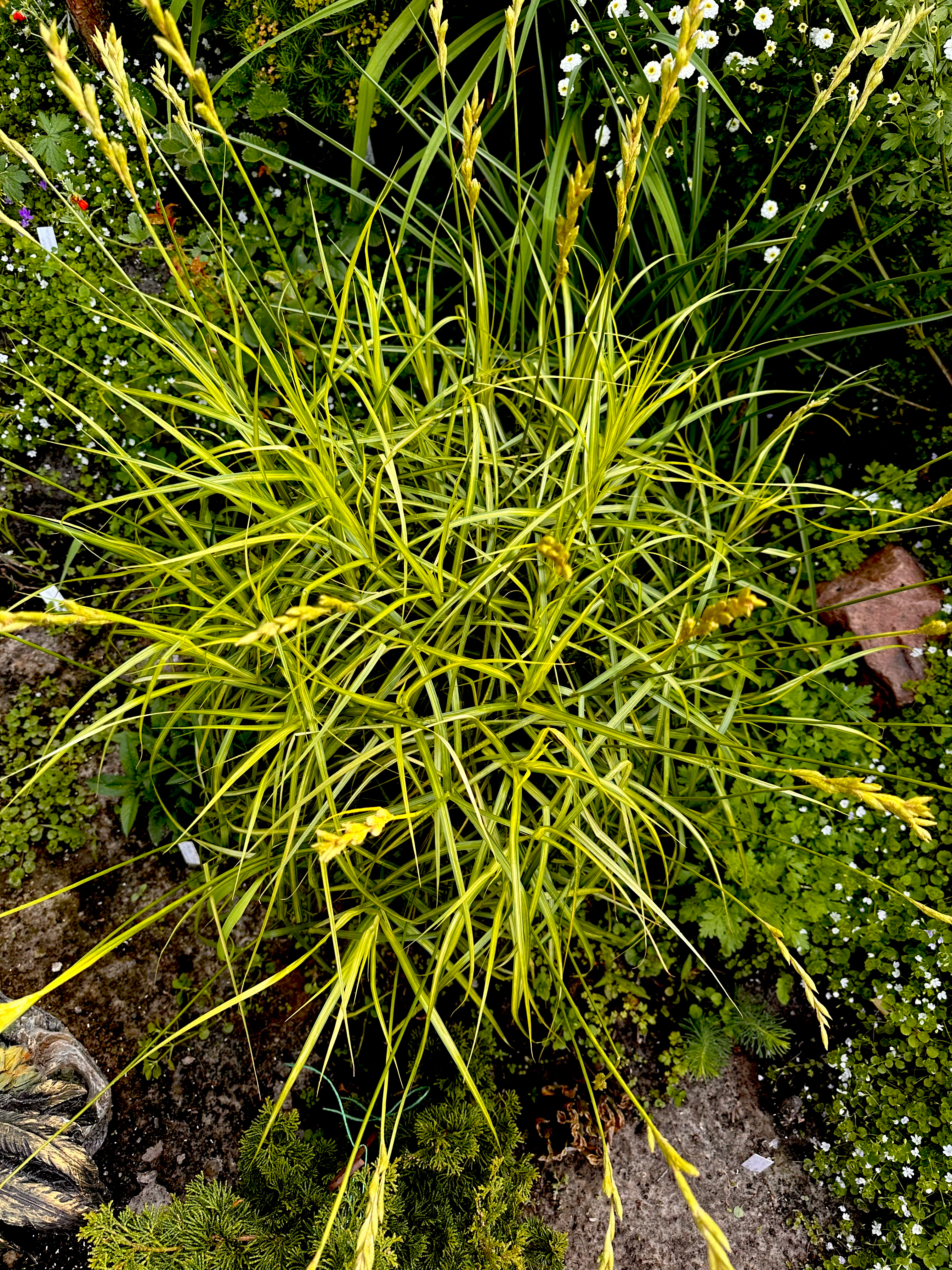 Осока пальмолистная Вариегата (Carex muskingumensis Variegata)