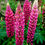 Миниатюра: Люпин #2 Минарет Пинк (Lupinus Minaret Pink)