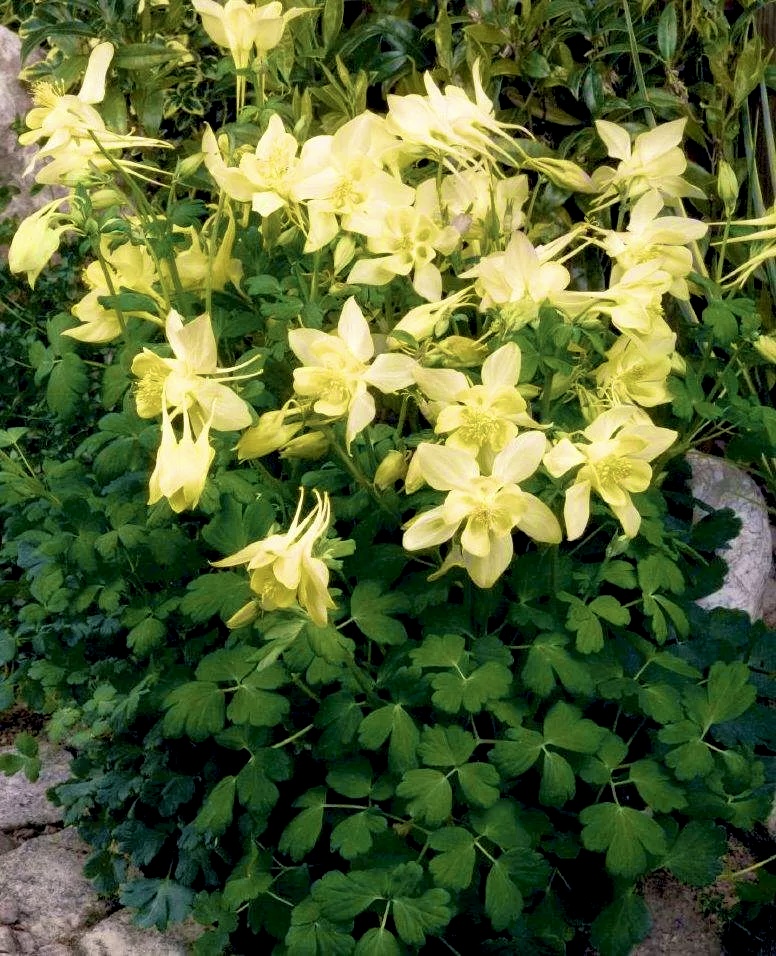 Аквилегия #8 Гиганты Маккана Еллоу (Aquilegia Yellow)