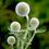Миниатюра: Мордовник Сноу Кинг (Echinops Snow king)