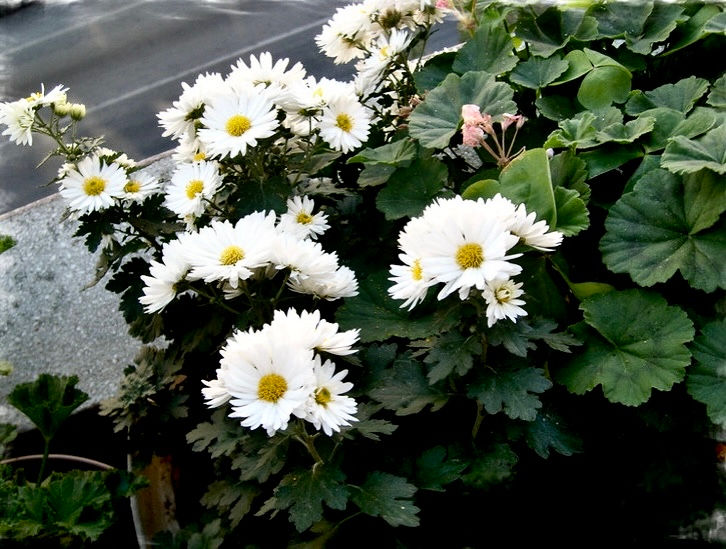 Миниатюра: Хризантема #В26 спрей/срезка (Chrysanthemum)