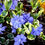 Миниатюра: Барвинок малый Мунлайт (Vinca minor Moonlight)
