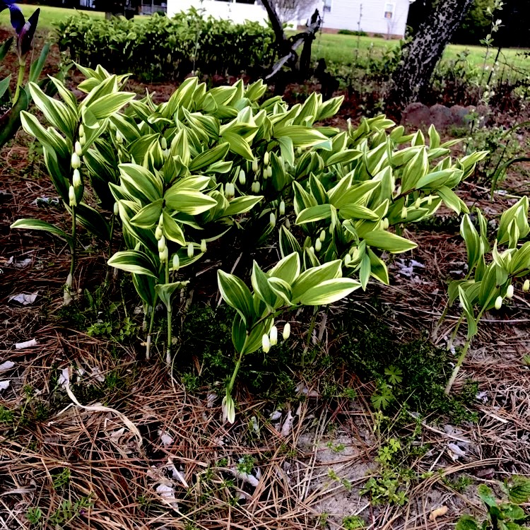 Thumbnail: Купена многоцветковая Вариегата (Polygonatum Variegata)