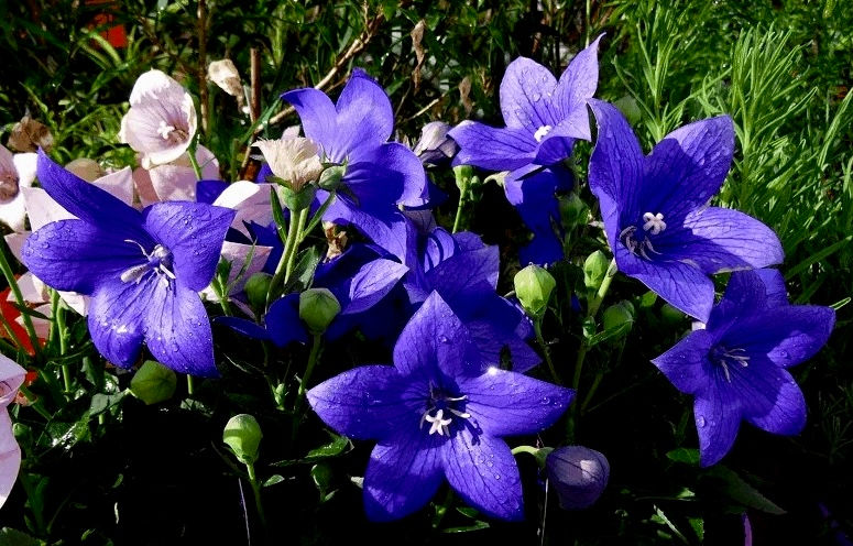 Миниатюра: Колокольчик / Платикодон крупноцветковый Блю (Platycodon grandiflorus Blue)