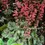 Миниатюра: Гейхера Пеперминт (Heuchera Peppermint)