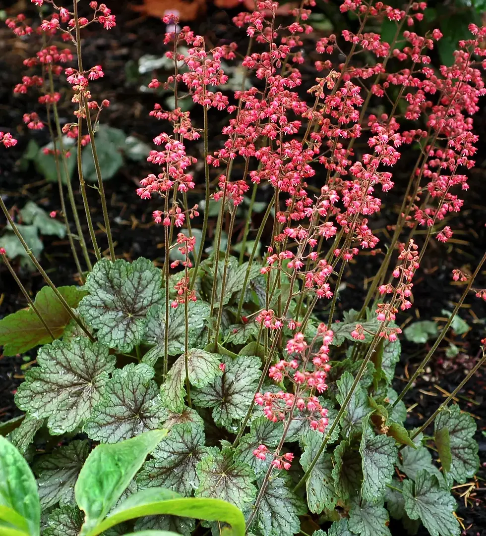 Миниатюра: Гейхера Пеперминт (Heuchera Peppermint)
