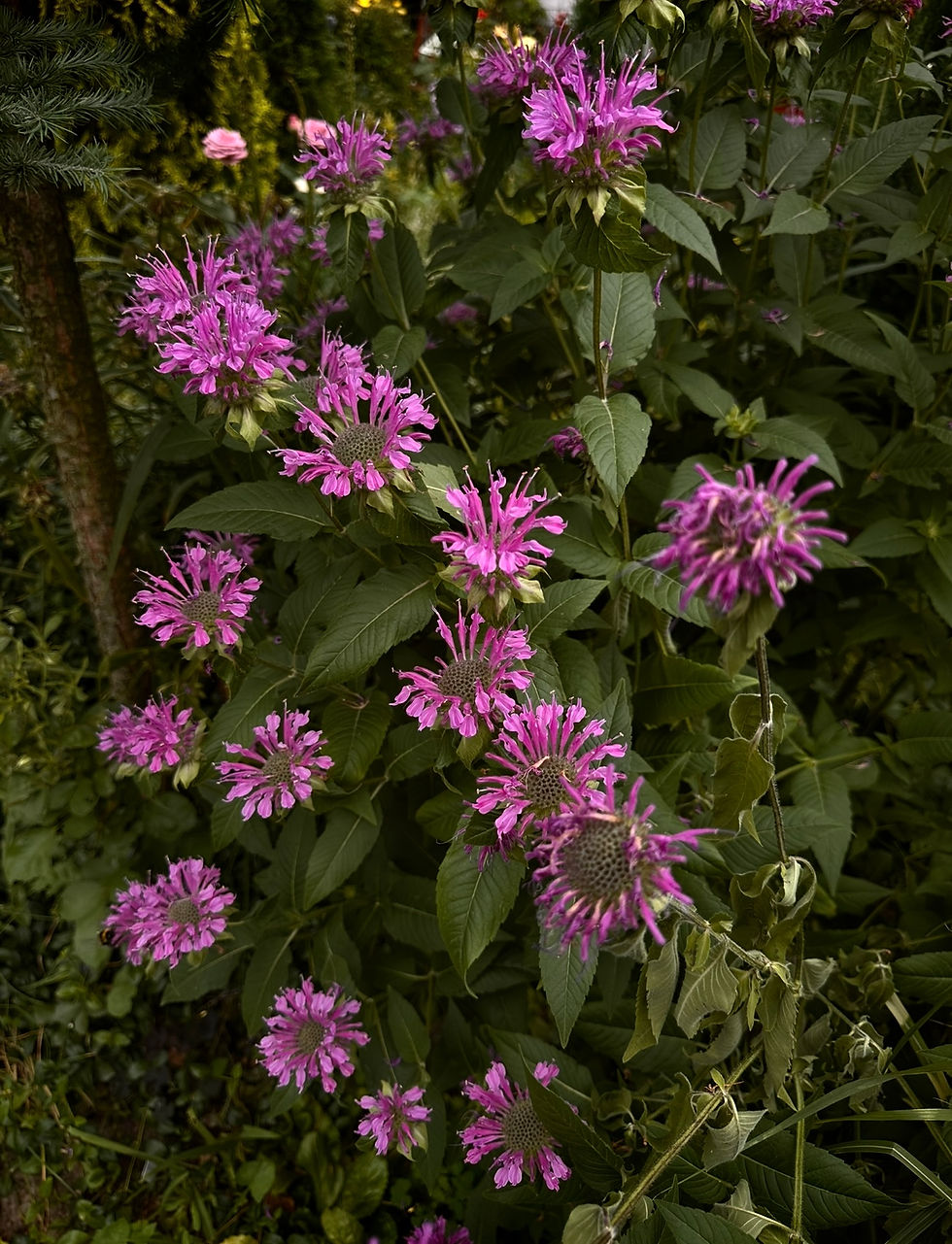 Миниатюра: Монарда бергамот Лилак Фистулоза (Monarda Lilac Fistulosa)