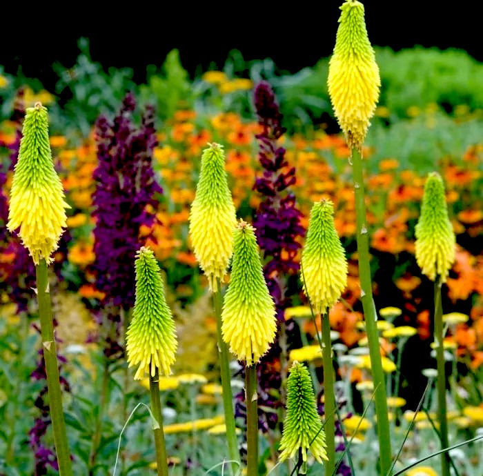 Миниатюра: Книфофия Тукки Биз Лимон (Kniphofia Bees Lemon)