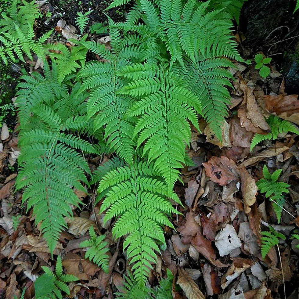Миниатюра: Папоротник/Щитовник Картузианский (Dryopteris carthusiana)