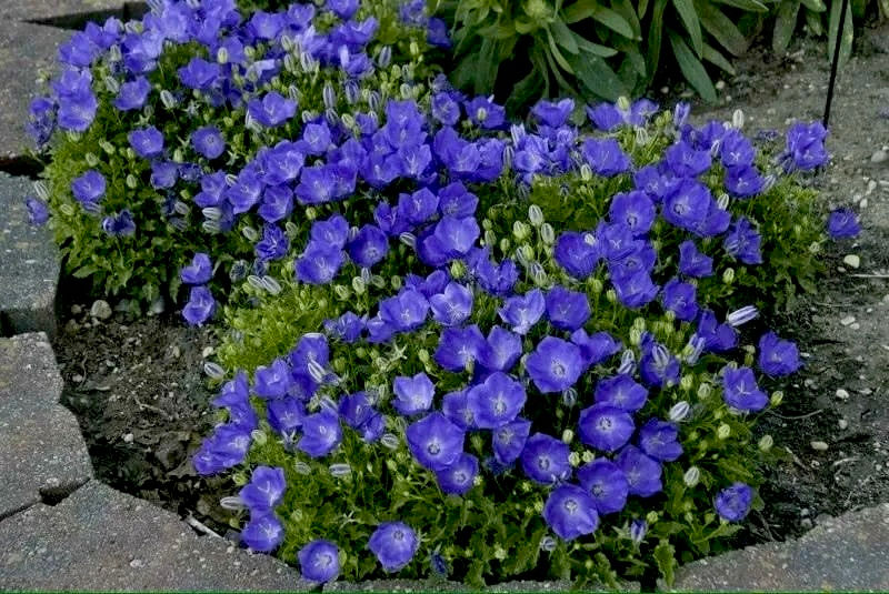 Миниатюра: Кампанула карпатская Блю (Campanula carpatica)