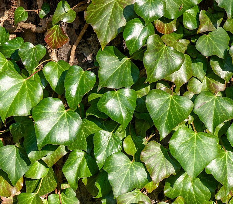 Хедера/плющ #16 (Hedera helix)