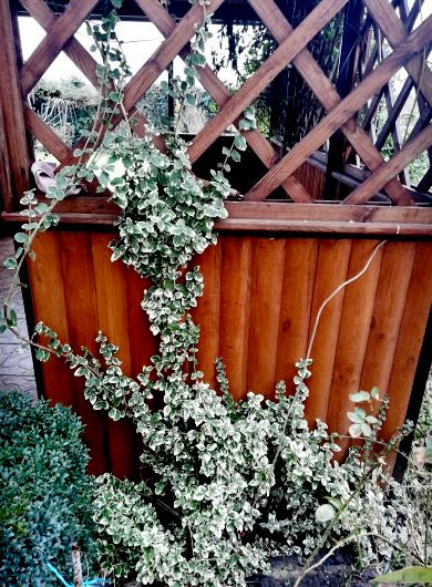 Миниатюра: Бересклет Форчуна Сильвер Квин Размер М (Euonymus fortunei Silver Queen)