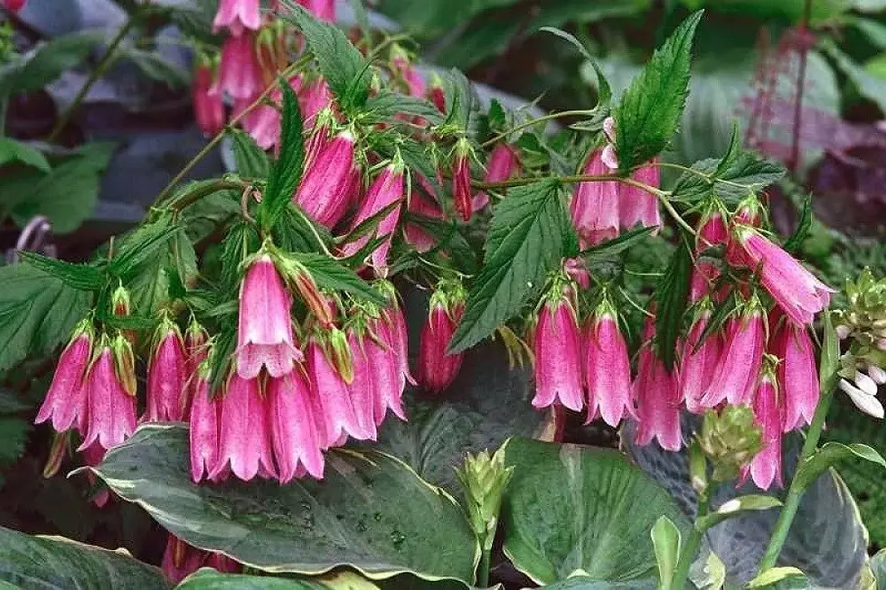 Колокольчик Точечный Кантри Белс Пинк (Campanula Country Bells)