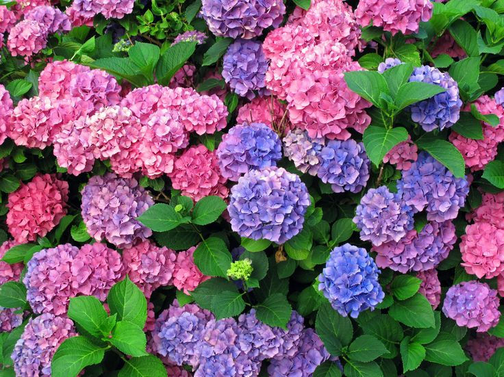 Миниатюра: Гортензия крупнолистная Хамелеон (Hydrangea macrophylla Chameleon)