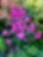 Флокс #6 метельчатый (Phlox рaniculata)