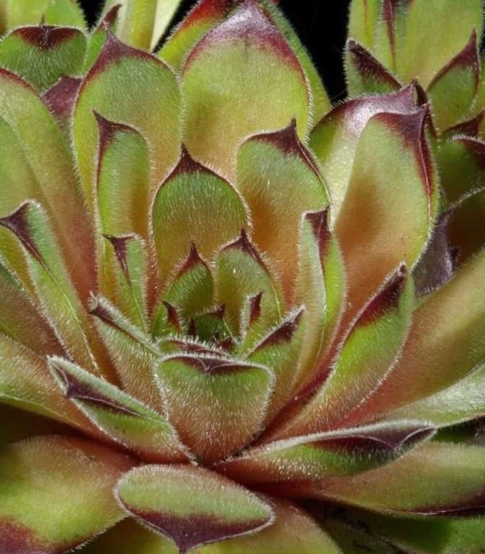 Миниатюра: Молодило #24 (Sempervivum)