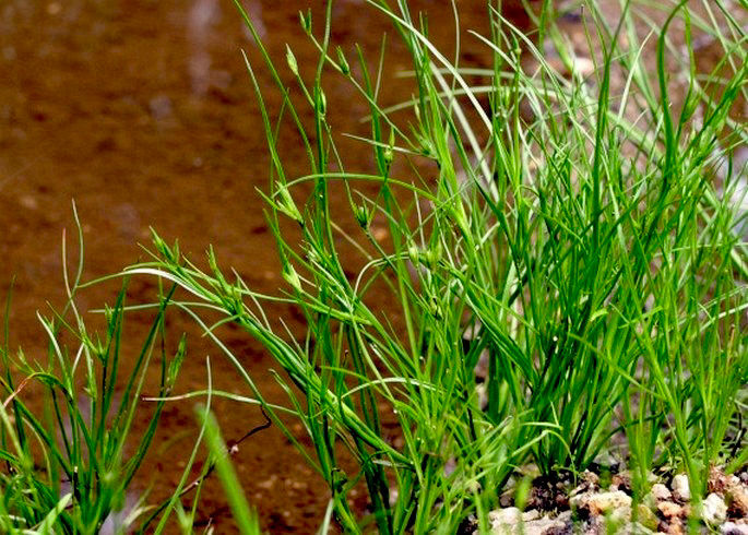 Миниатюра: Ситник Альпинус (Juncus effusus Alpinus)