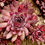 Миниатюра: Молодило #17 (Sempervivum)