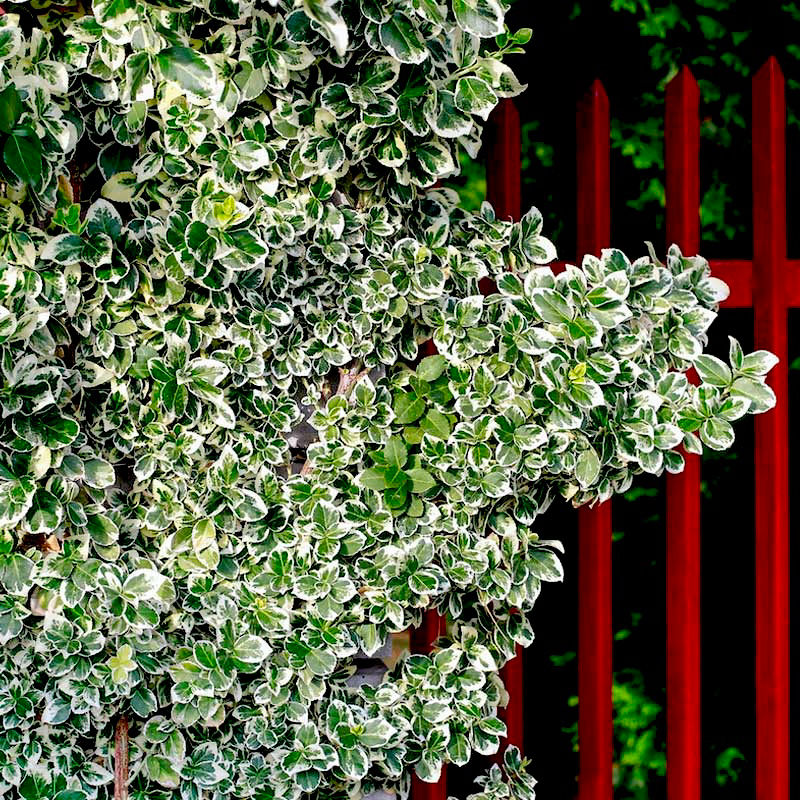 Миниатюра: Бересклет Форчуна Сильвер Квин Размер М (Euonymus fortunei Silver Queen)