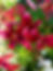 Лилия #7 (Lilium)