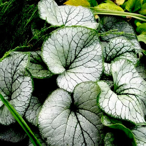 Бруннера Джек Сильвер (Brunnera  Jack Silver)