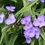 Миниатюра: Традесканция #7 садовая Цваненбург Блю (Tradescantia  Zwanenburg Blue)