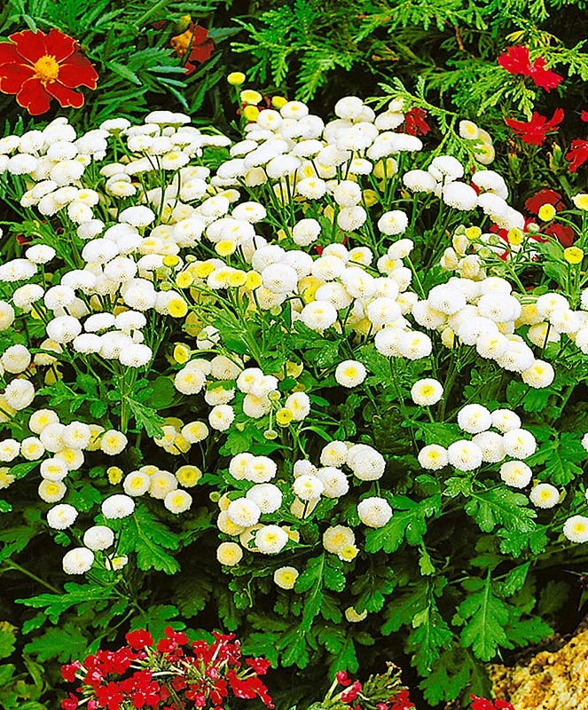 Матрикария Снежный шар (Pyrethrum Snow ball)