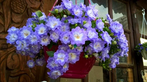 Кампанула Жених махровый Би-колор (Campanula isophylla bicolor) купить ...