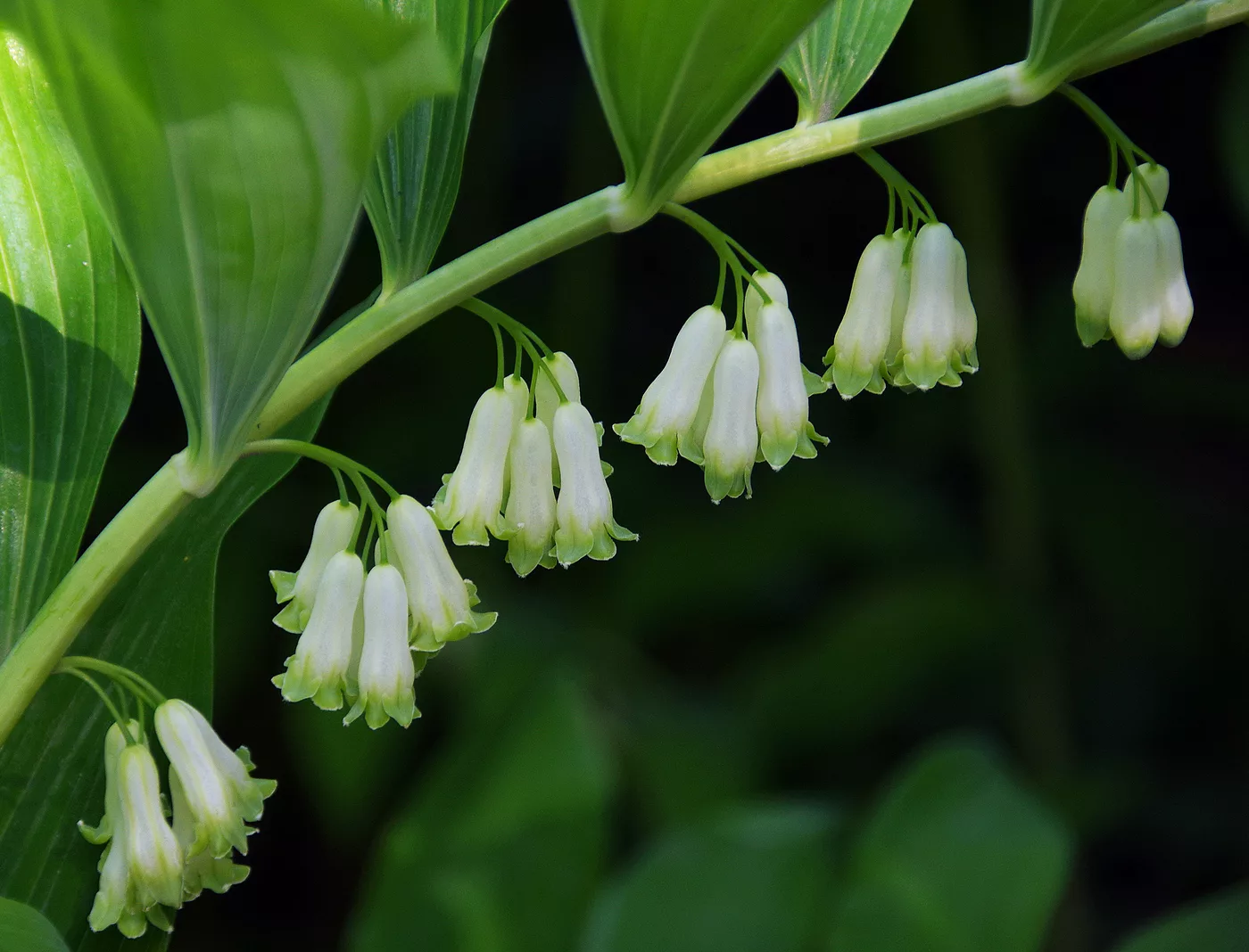 Thumbnail: Купена Королевский ландыш (Polygonatum)