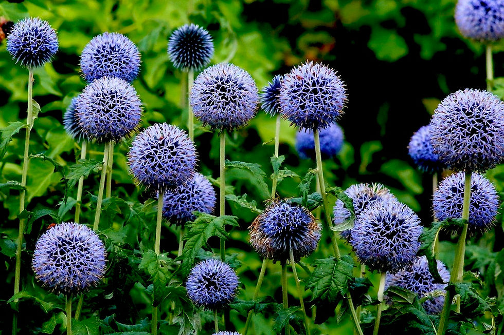 Миниатюра: Мордовник Платинум Блю (Echinops Platinum blue)