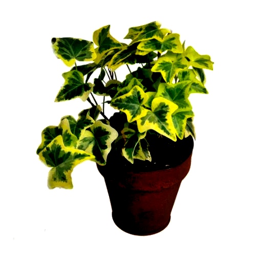 Комнатный плющ - классика вертикального озеленения помещений Ivy plant indoor, H