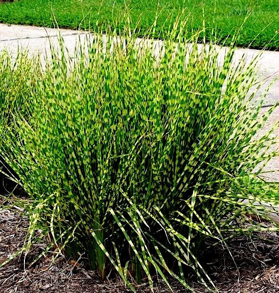 Миниатюра: Мискантус китайский Литтл Зебра (Miscanthus sinensis Little Zebra)