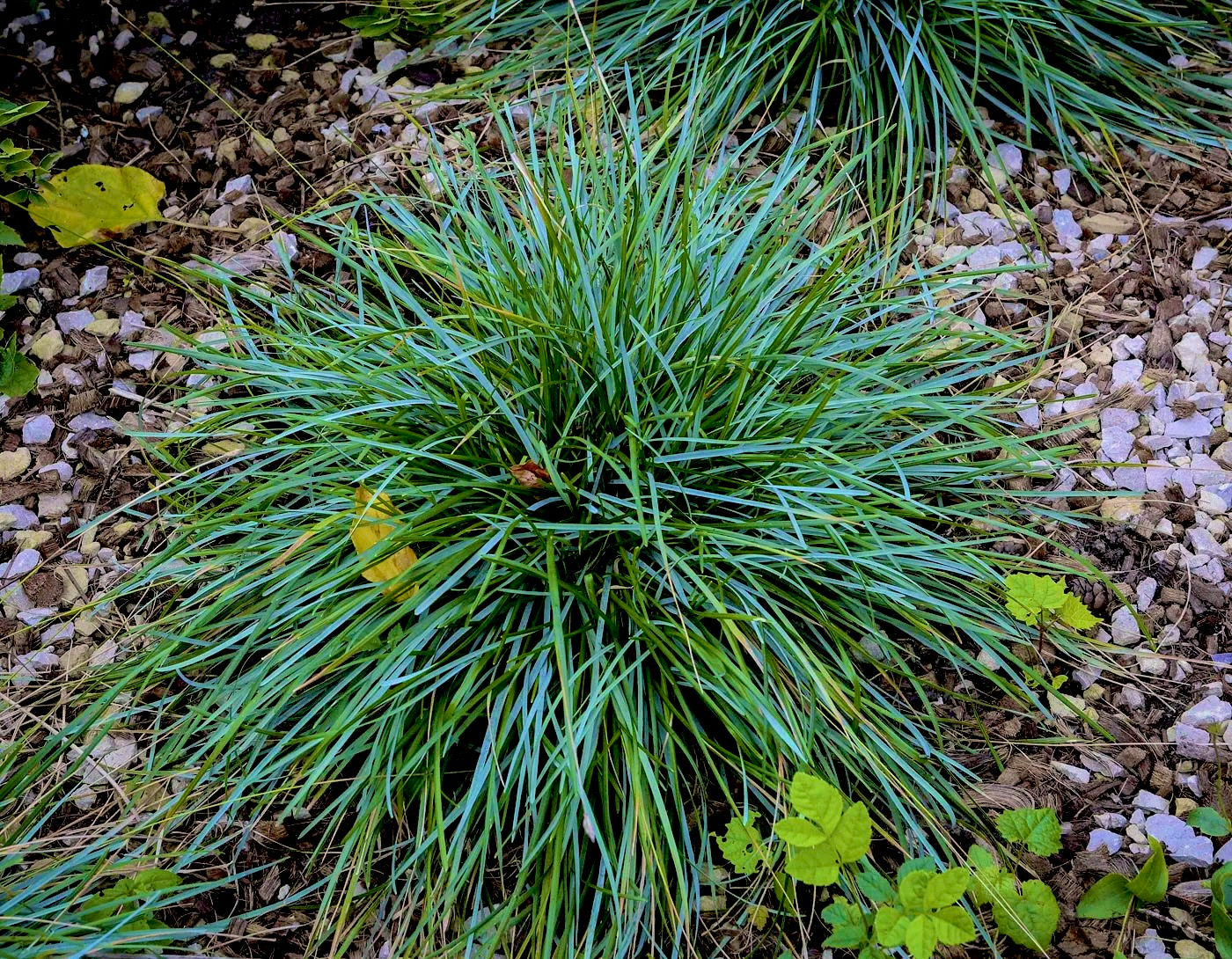 Сеслерия голубая (Sesleria)