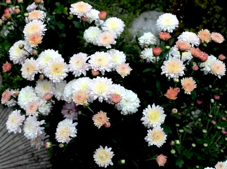 Миниатюра: Хризантема #М26 мультифлора (Chrysanthémum multiflora)