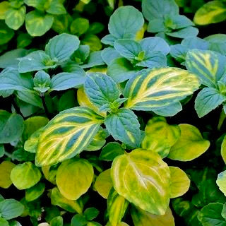 Миниатюра: Мята Имбирная Джинжер Минт (Mentha Ginger Mint)