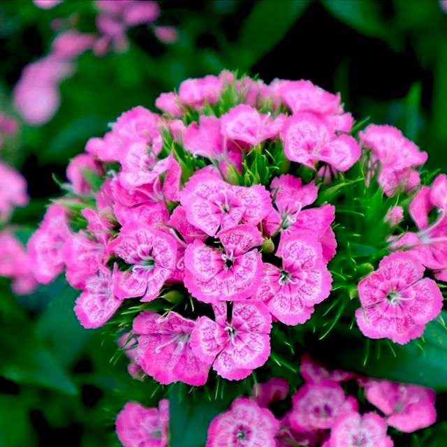 Гвоздика Турецкая Пинк (Dianthus barbatus)