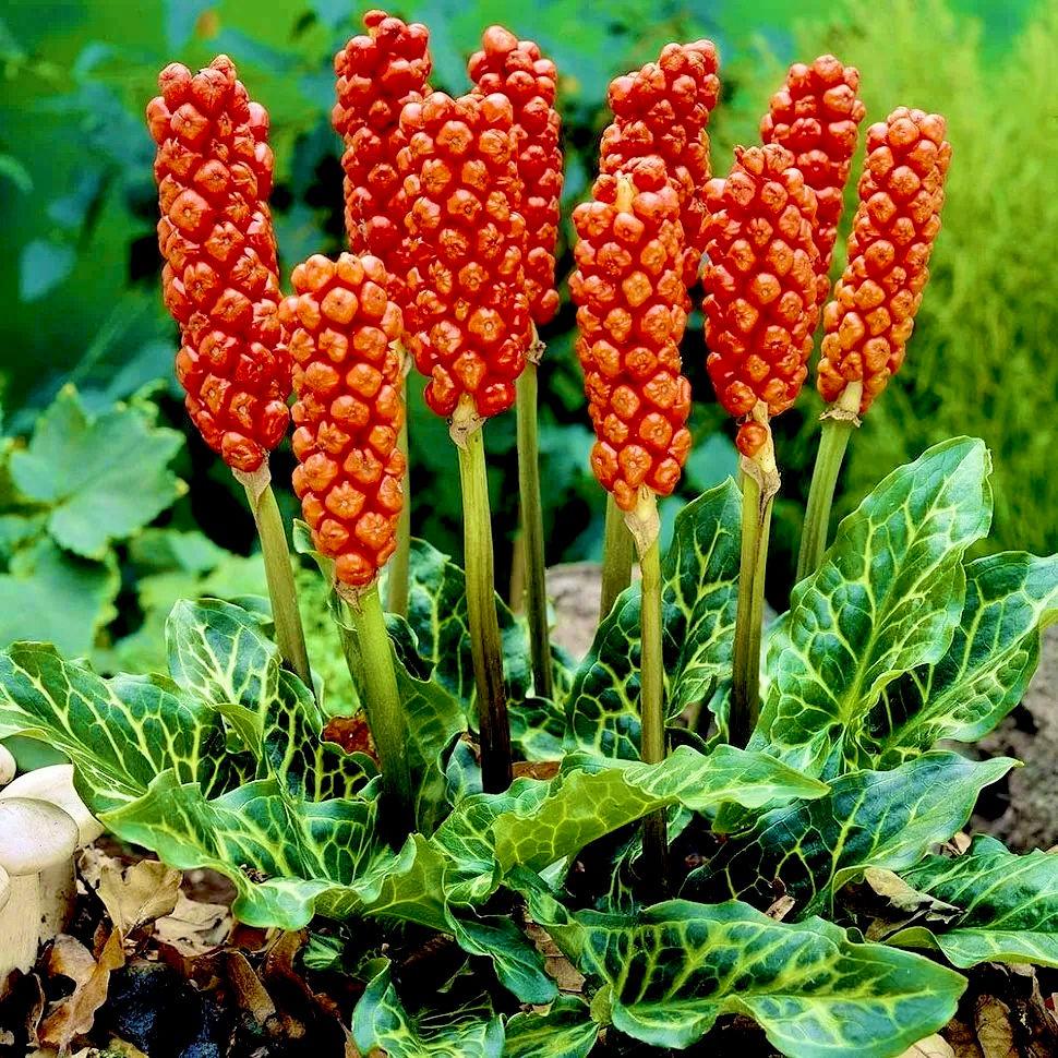 Арум Италикум (Arum italicum)