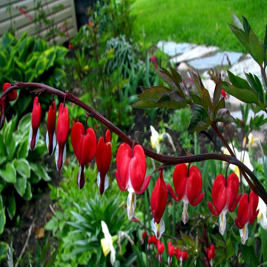 Миниатюра: Дицентра Рэд (Dicentra Red)