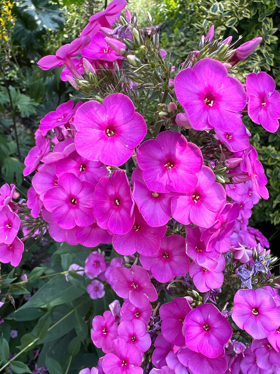Миниатюра: Флокс #6 метельчатый (Phlox рaniculata)