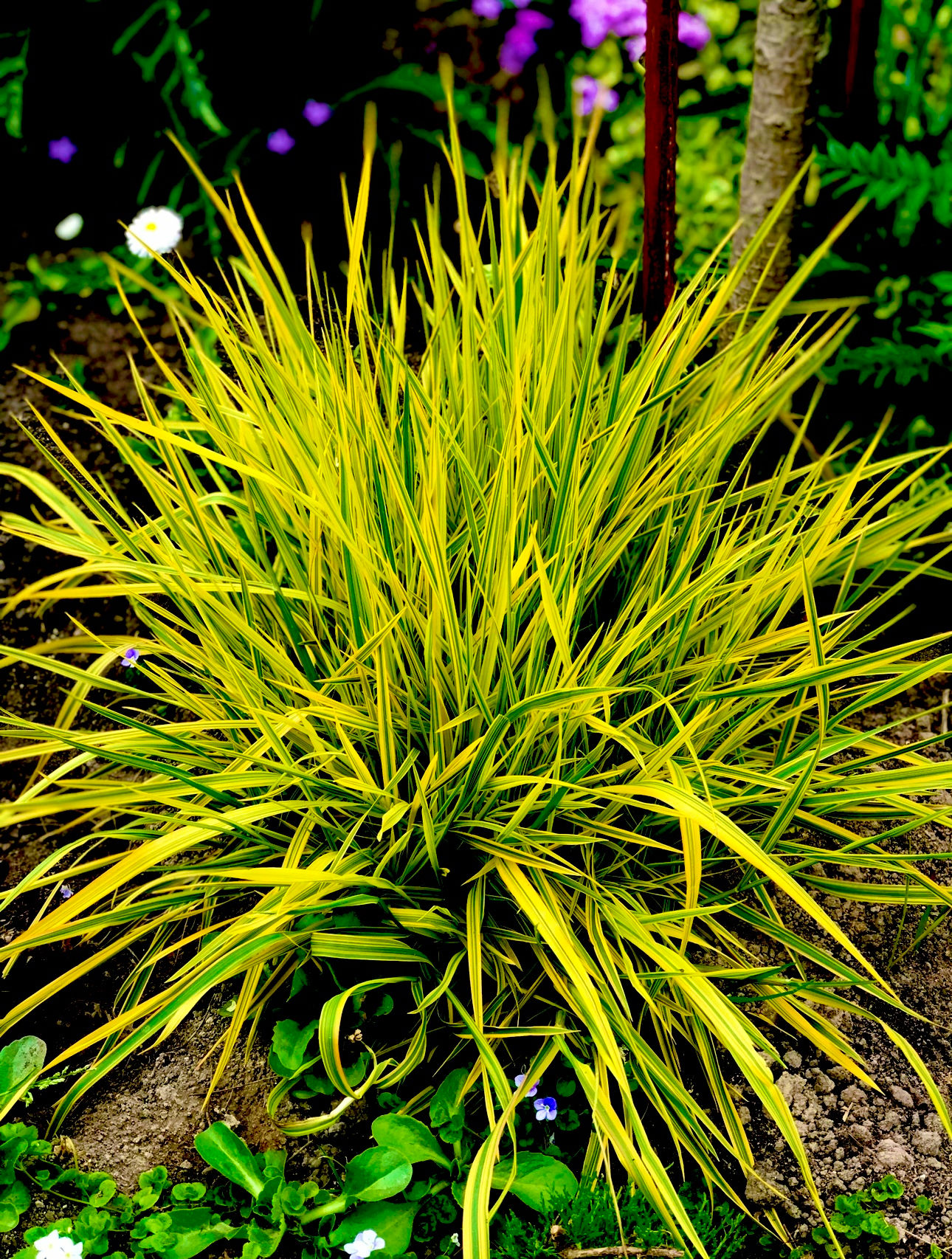 Молиния Вариегата (Molinia caerulea Variegata)
