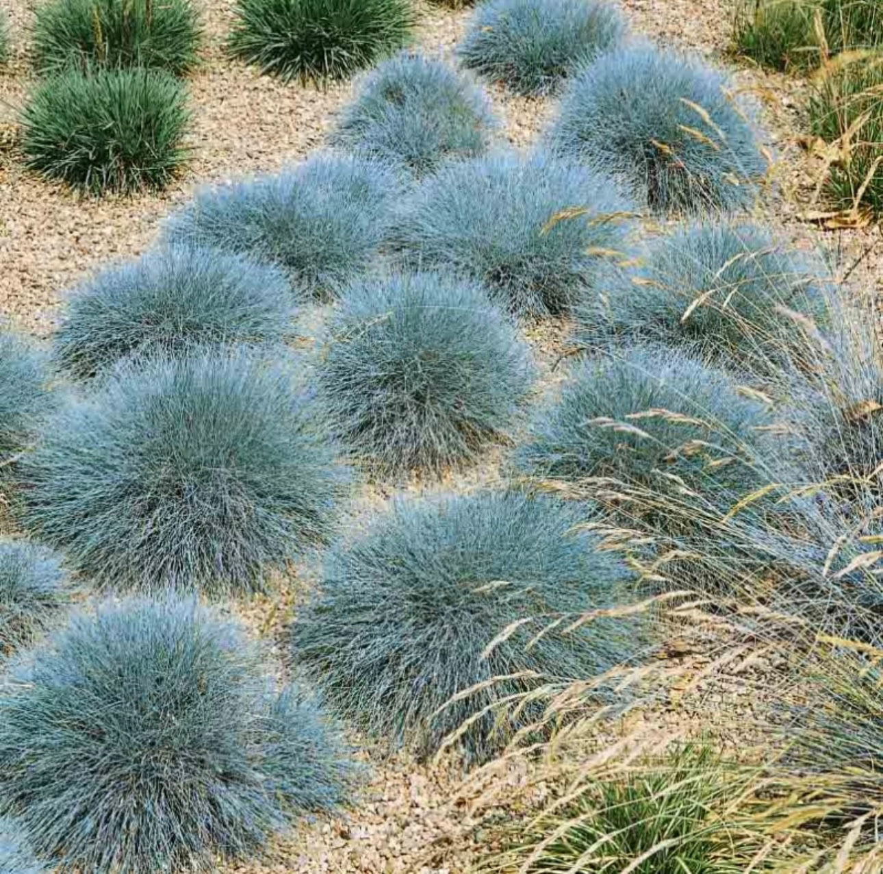 Овсяница сизая Лазурит (Festuca glauca Lazurit)