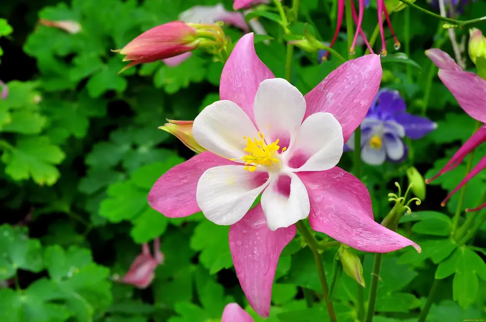 Миниатюра: Аквилегия #5 Гиганты Маккана Пинк (Aquilegia Pink)