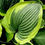 Миниатюра: Хоста Абикуа Мунбим (Hosta Abiqua Moonbeam)