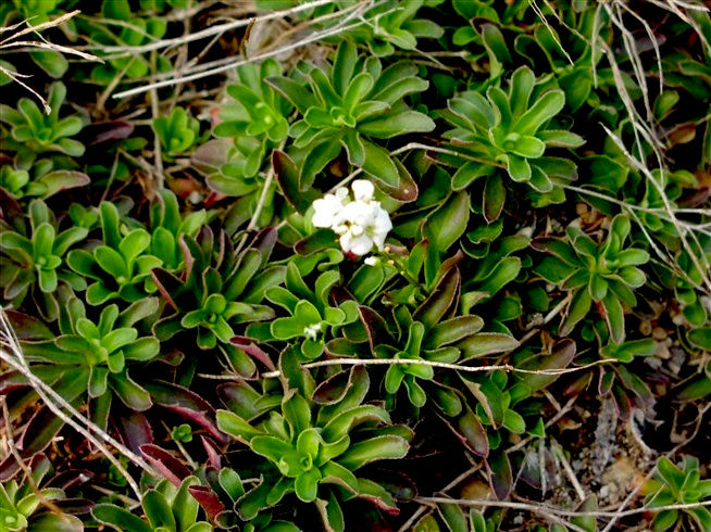 Миниатюра: Арабис Фердинанда Грин (Arabis ferdinandi Green)