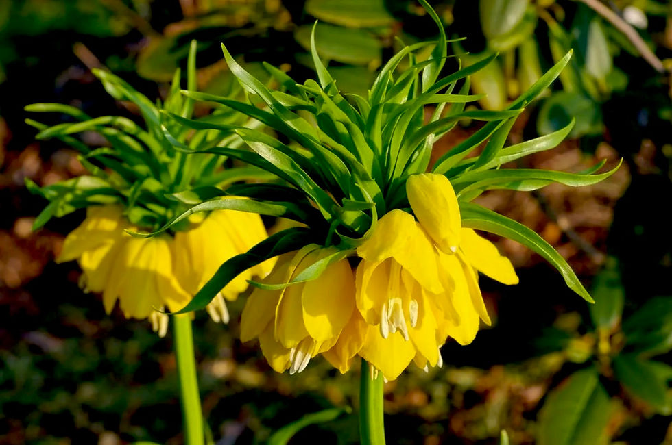 Миниатюра: Рябчик Лютеа (Fritillaria lutea)
